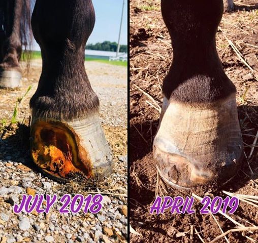 F1 Hoof and Mane: Horse Supplement for Hooves, Skin, and Hair