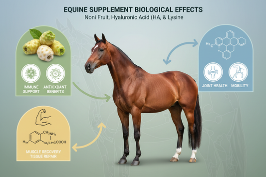 Bio Effects of Noni, HA, and Lysine