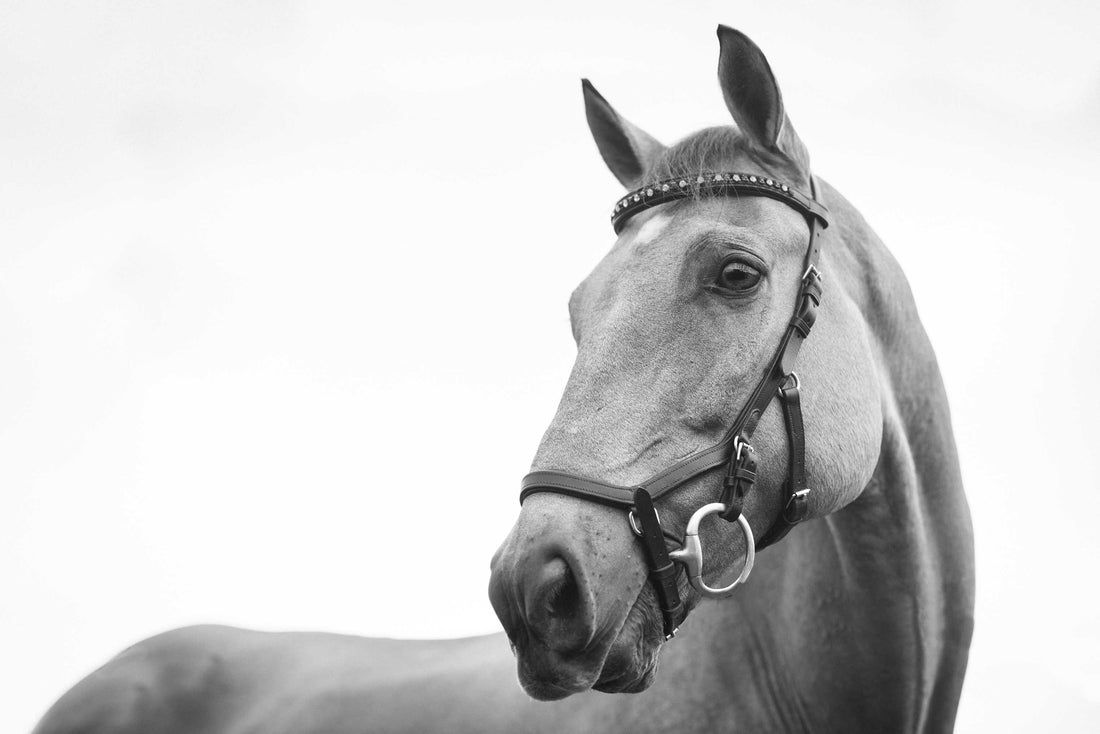 What Makes The Best Horse-Calming Supplements?