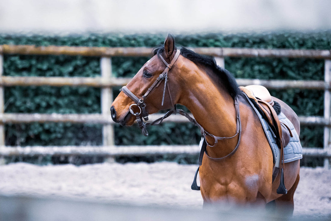 Treating Horse Anxiety: Causes, Symptoms, and Equine Treatment Methods