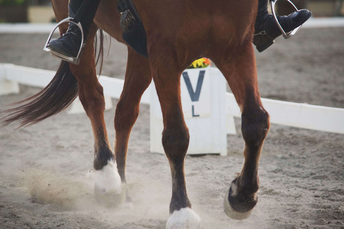 Top 12 Horse Supplements To Improve The Health And Performance Of Your Race Horse