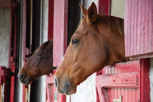 Papaya: The Superfood for Your Horse