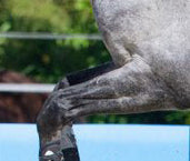 Joint: Horse Flexibility and Joints Supplement